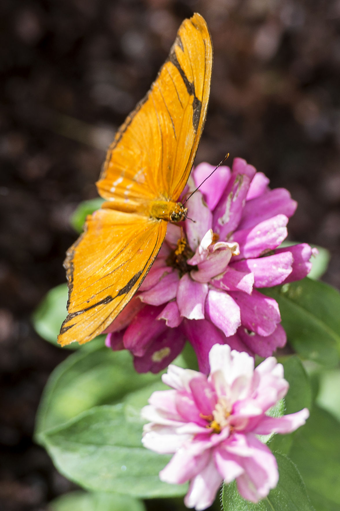 Butterflies